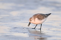 drieteenstrandloper (Calidris alba) 2-2019 7763
